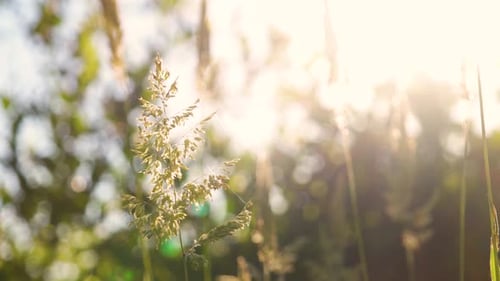 Grass in Summer Sunlight