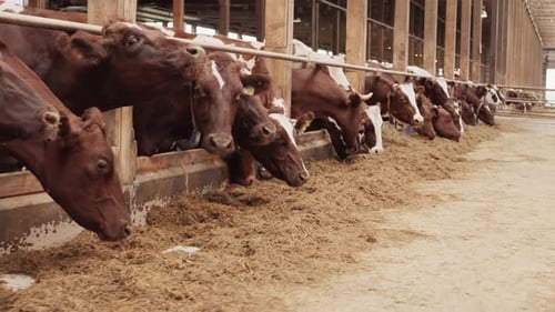 Cattle Feeding in Barn