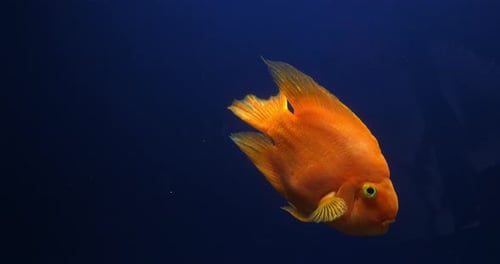 Midas Cichlid, amphilophus citrinellus, Fish swimming in a Freshwater Aquarium, Slow Motion 4K