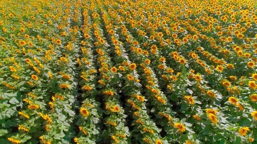 Aerial View of a Vibrant Sunflower Field