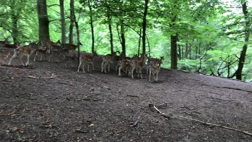 Young deer and deer running through the woods. Animals in a natural environment. Sika and fallow dee