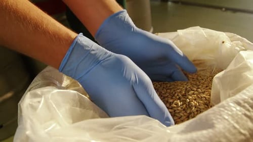 Cervejeiro segurando grãos