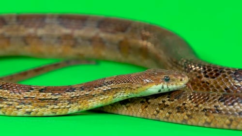 Coronella Brown Snake Crawling auf Greenscreen im Studio. Nahaufnahme. Zeitlupe