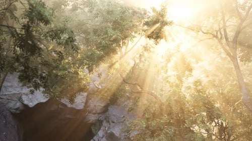Los rayos del sol atraviesan los árboles en un bosque brumoso