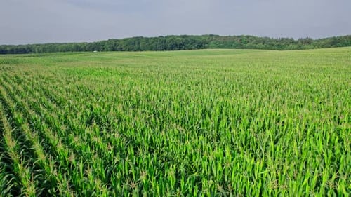 Drone Flies Over Green Agriculture Corn Field