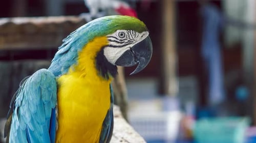 Blau-gelber Ara-Papagei. Blauer goldener Ara-Papagei. Ara Ararauna. Neotropische Papageienaras.
Blau