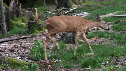 Roe deer in forest, Capreolus capreolus. Wild roe deer in nature.
