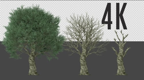 Animated Tree Growth Cycle Element