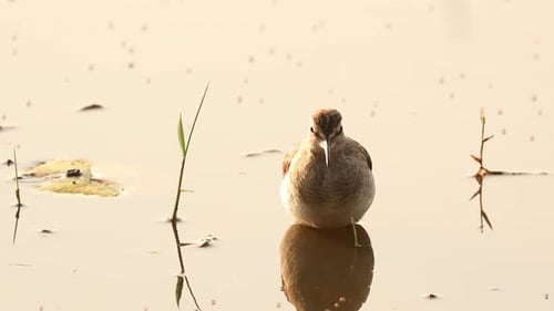 Goa, India. Common Sandpiper Walking On Coast Of Pond