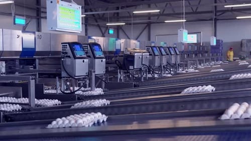 Chicken Eggs on a Moving Conveyor Belt