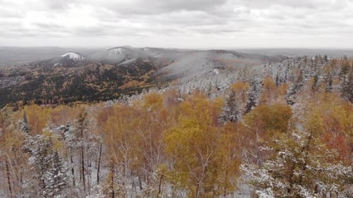 Green and Red Trees in the Unusual Forest Top View Panoramic