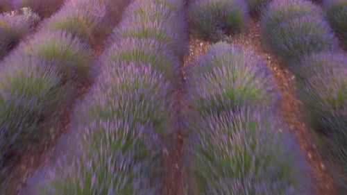 Lavender Field Agriculture