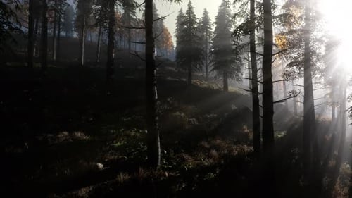 Calm Moody Forest in Misty Fog in the Morning