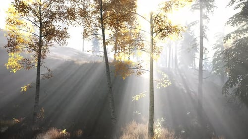 Forêt lumineuse tôt le matin dans les montagnes