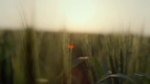 Golden Wheat Field at Sunrise