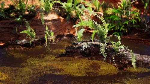 Étang tropical doré avec des rochers et des plantes vertes