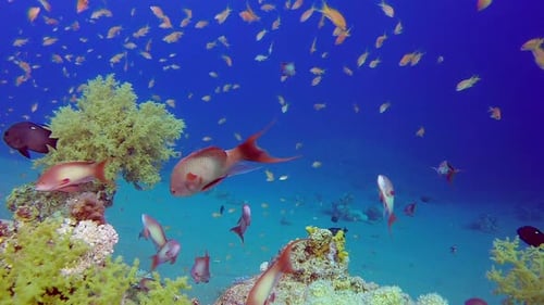 Colorful Red Sea Coral