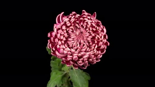 Close Up of Pink Dahlia on Black Background