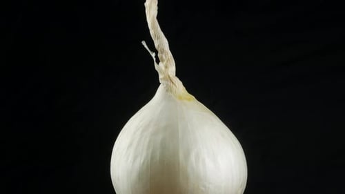 Rotating White Onion on Black Background