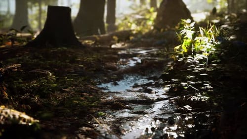 Small Creek Runs Through a Wide Valley Full of Fallen Leaves