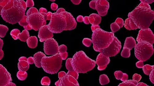 Falling Red Raspberries Fruit Loop Animation