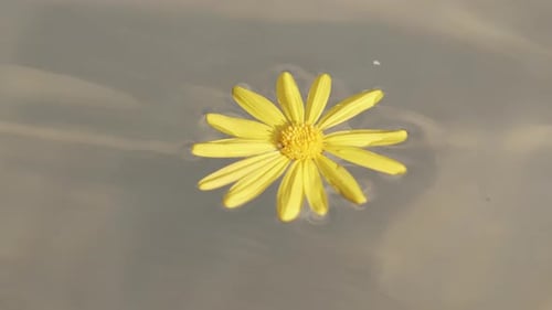 Yellow Daisy Floating Calmly in Water