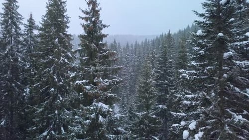 Flying Through the Winter Forest