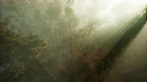Drone rompendo a neblina para mostrar sequoias e pinheiros