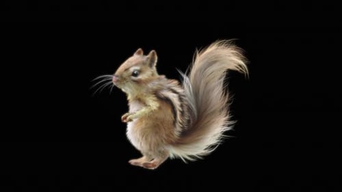 73 Chipmunk: Tanzen HD