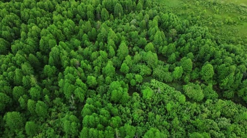 Aerial View of Green Forest Trees