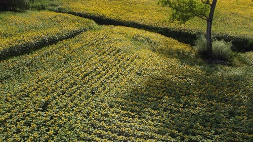Sunflower Field Farm