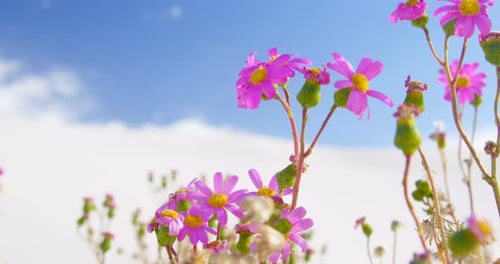 Pink Flowers Blooming in a Sandy Desert Landscape