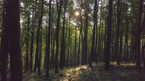 Sonnenlicht im grünen Wald