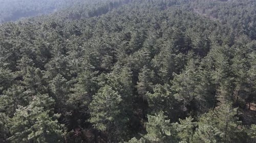Flugdrohne Wald-stabiles Klima