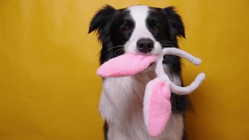 Dog Holds Pink Bunny Ears in Mouth