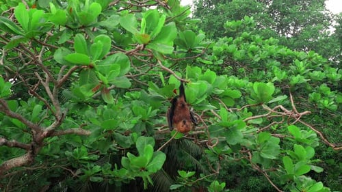 Flying Fox Hanging Down and Moving His Head and Ears