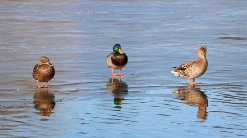 Ducks Swim on Lake