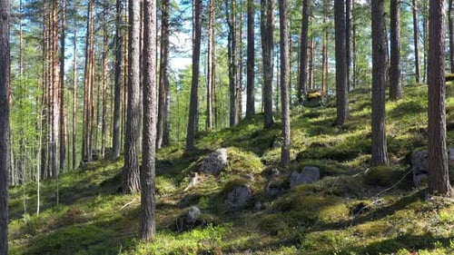 Evergreen forest on a summer sunny day
