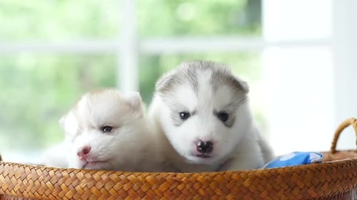 Adorable Husky Puppies Snuggling in Basket