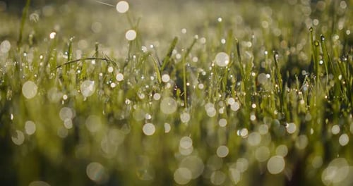Makro-Gras. Kamera bewegt sich durch frisches grünes Gras auf Pretty Meadow. Sommer. Niedriger Winkel