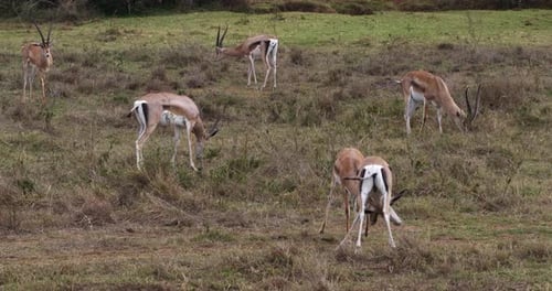 Grant's Gazelle, gazella granti, Males Fighting, Nairobi Park in Kenya, Real Time 4K