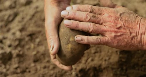 Farmer Hands Cleaning Freshly Harvested Potato