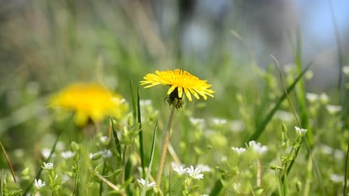 Löwenzahn im Frühling