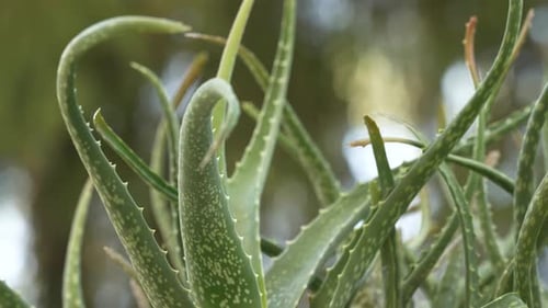Close-Up of Vibrant Green Aloe Vera Plant