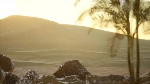 Palmiers en désert au coucher du soleil