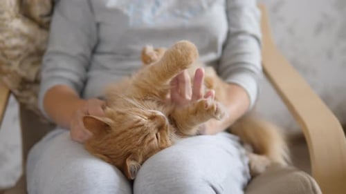 талисман: почему эти пушистые создания притягивают удачу и деньги как магнит