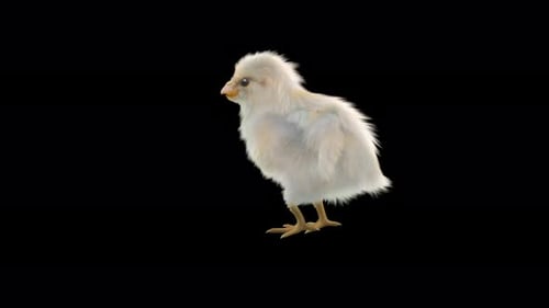 Realistic Fluffy Baby Chick Standing 3D Animation