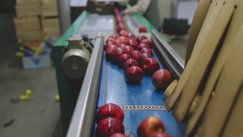 Red Apples on Conveyor Belt in Factory