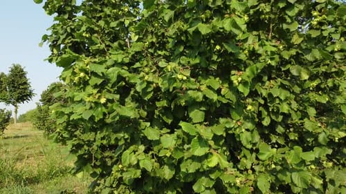 Hazelnut Trees Agriculture Field