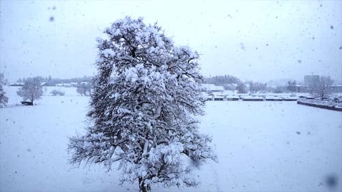 Árboles del bosque: bosque durante una nevada en las vacaciones de Navidad